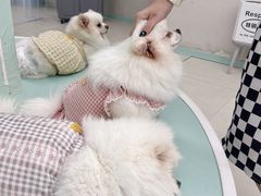 -怪兽屋·羊驼·猫咖·狗咖(俊华广场店)