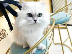 -糯米喵星人·撸猫猫舍咖啡馆(西市场嘉华店)