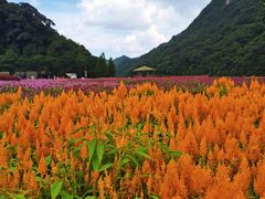 -广州市石门国家森林公园