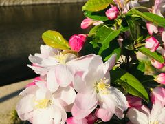 -海棠花溪(元大都城垣遗址公园)