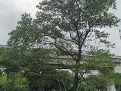 -神仙树公园