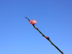 -林屋梅海青梅保护基地