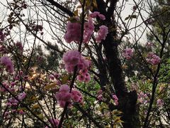 -铁山坪森林公园