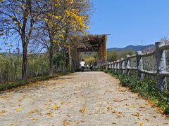-天适樱花悠乐园