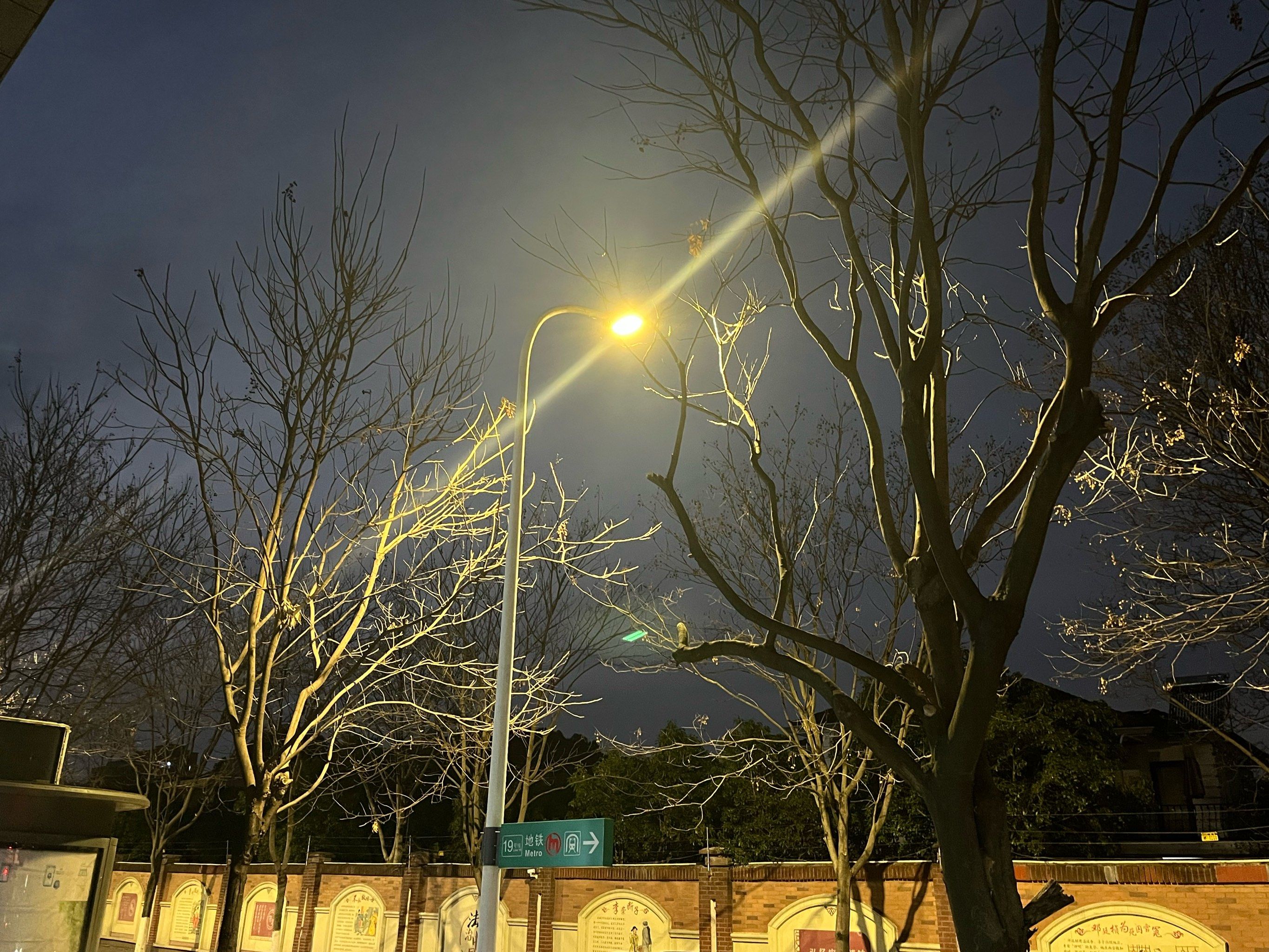 冬夜的行道树像雪松枝一般