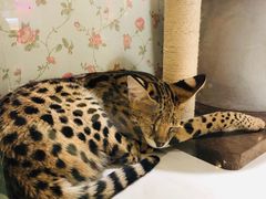 -猫小院猫主题餐厅(三里屯店)