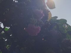 -广西壮族自治区药用植物园