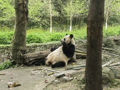 -都江堰中华大熊猫苑
