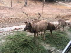 -清迈夜间动物园