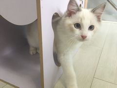 -喵的天空名猫咖啡馆·撸猫·猫舍·用品