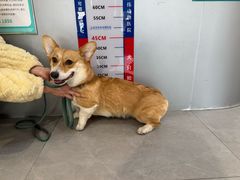-伟伟宠物医院·CT影像中心·瑞派犬猫综合性门诊(汉口总院)