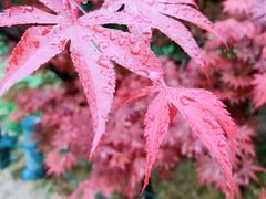 -洛阳市隋唐城遗址植物园