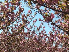 -高东镇樱花园