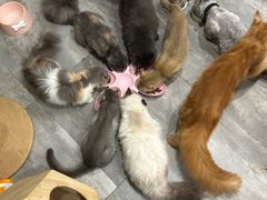 -楼上猫咖(罗湖店)