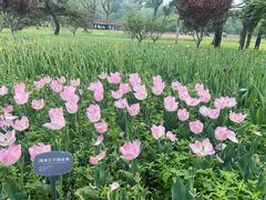 -国家植物园