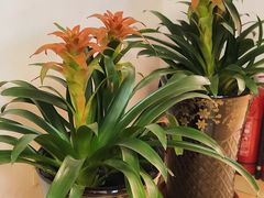 -鸡西冷面(翠竹店)