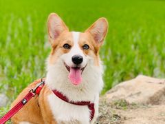 -瑞派旺宝宠物医院·犬猫全科综合·尿道专科(莲兴院)