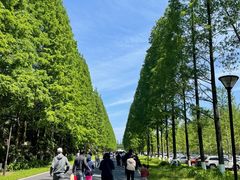 -黄海国家森林公园