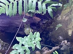 -正佳雨林生态植物园