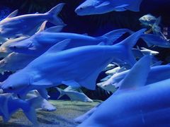 -成都浩海立方海洋公园