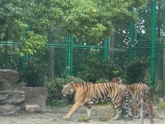 -上海野生动物园老虎餐厅