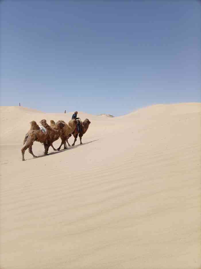 奈曼沙漠-"滑沙!憋在家里无聊多发几段老视频!已经好.