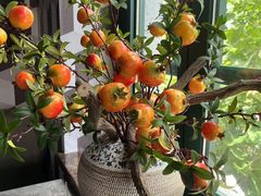 -1937青岛老味道·海肠捞饭·青岛菜(大鲍岛栈桥店)