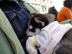 -宠颐生中康贝怡动物医院
