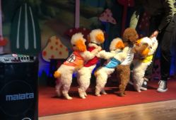 -酷嗒动物文化乐园(cutezoo西溪乐天城店)