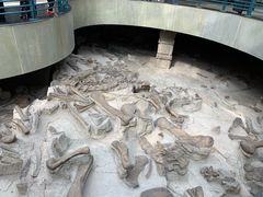 -自贡恐龙博物馆