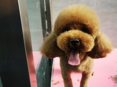 -宠福鑫康馨动物医院·骨科·眼科