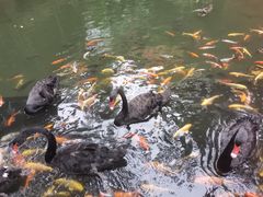 -海南槟榔谷黎苗文化旅游区