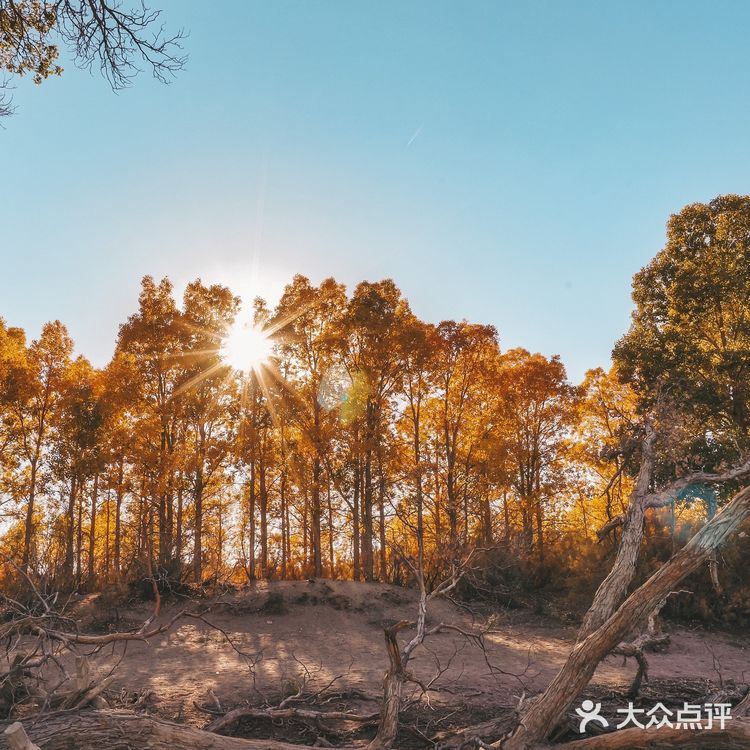 秋天必去的额济纳🍁每年国庆如期而至‼️