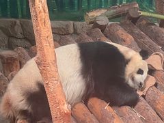 -青藏高原野生动物园
