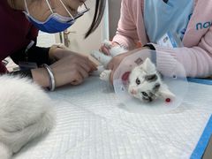 -纳吉亚猫专科动物医院博雅分院