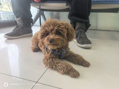 -利又安动物医院··老年病·猫科犬科·中兽医