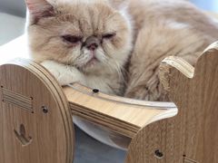 -飞行喵MR PILOT|猫舍·猫咖(静安大融城店)