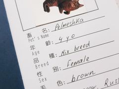 -申普宠物医院·心脏介入·心血管微创(总院)