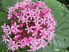 -樱桃山旅游景区