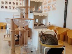 -有喵·猫咖·狗咖·40+猫狗有小奶狗(岗厦店)