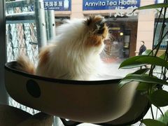 -吉丁鸟咖·异宠·寄养