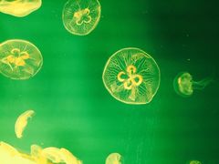 -福州罗源湾海洋世界旅游区