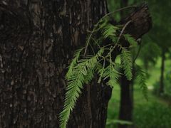 -云溪植物园