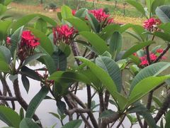 -东莞植物园