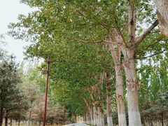 -北京麋鹿生态实验中心