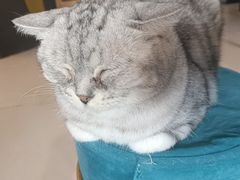 -平行世界·猫咖(首经贸店)