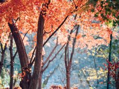 -崂山九水游览区