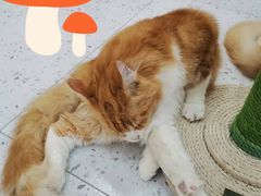 -喵园·猫主题咖啡厅·撸猫·猫咖(国贸店)