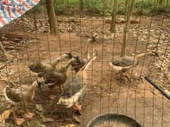 -美丽南方·老木棉匠园·团建烧烤·烤全羊