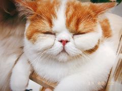 -飞行喵MR PILOT|猫舍·猫咖(静安大融城店)